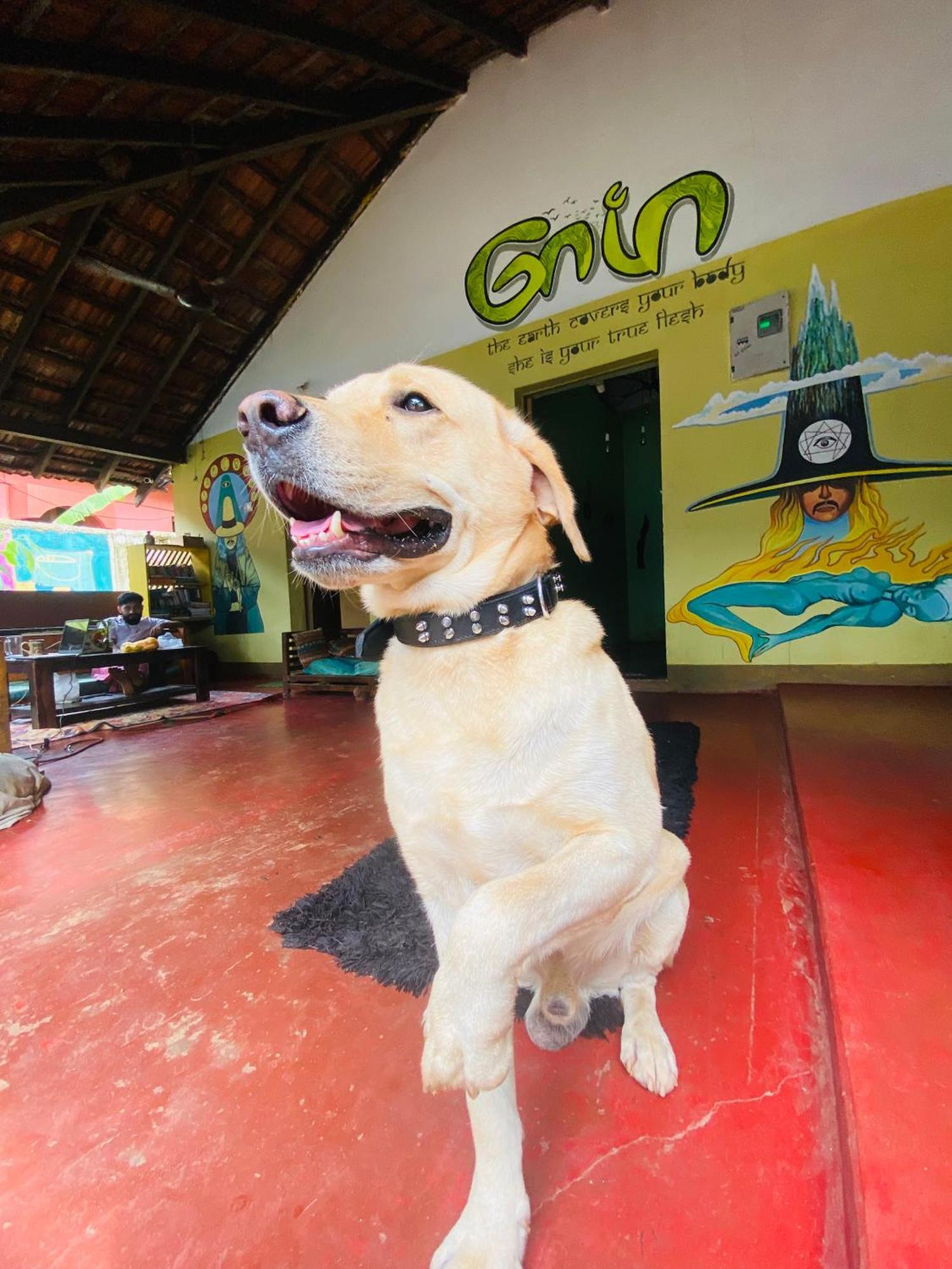 Gaia Hostels Anjuna Esterno foto
